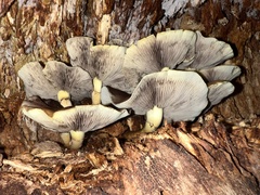 Hypholoma fasciculare