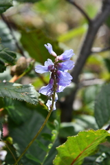 Astragalus norvegicus