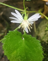 Symphyotrichum cordifolium