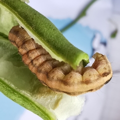 Helicoverpa armigera