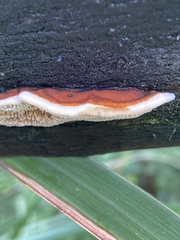 Gloeophyllum sepiarium