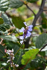 Astragalus norvegicus