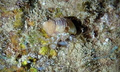 Pagurixus nomurai