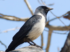 Corvus dauuricus