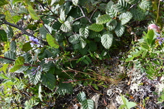 Astragalus norvegicus