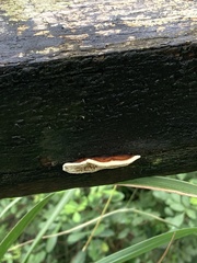 Gloeophyllum sepiarium