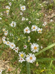 Symphyotrichum lanceolatum