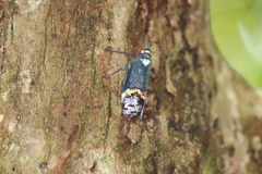 Penthicodes farinosus