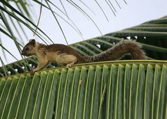 Sciurus variegatoides helveolus