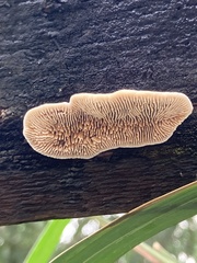 Gloeophyllum sepiarium