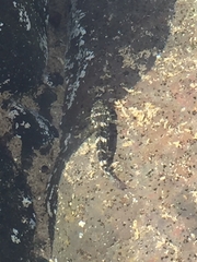 Mauligobius maderensis