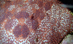 Zenopontonia soror