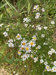 Symphyotrichum lanceolatum