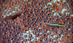 Zenopontonia soror