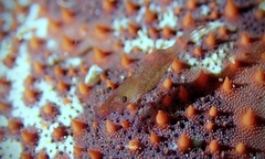 Zenopontonia soror