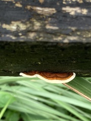 Gloeophyllum sepiarium