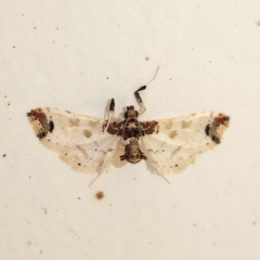 Neoleucinodes