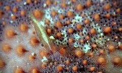 Zenopontonia soror