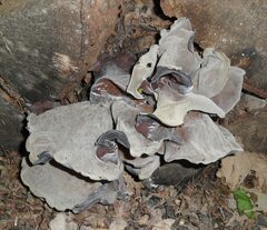 Auricularia angiospermarum