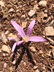 Colchicum montanum