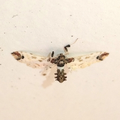 Neoleucinodes