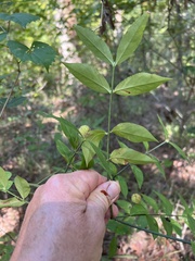 Euonymus americanus