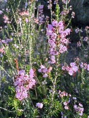 Erica manipuliflora