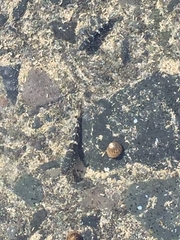 Mauligobius maderensis