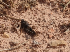 Oedipoda caerulescens