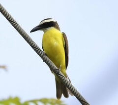 Megarynchus pitangua