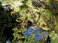 Azolla