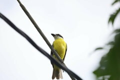 Megarynchus pitangua