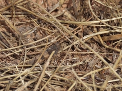 Oedipoda caerulescens