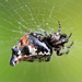 Common Garbage-Line Web Spider - Photo (c) Marie Delport, some rights reserved (CC BY-NC), uploaded by Marie Delport