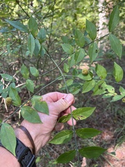 Euonymus americanus