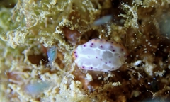 Goniobranchus decorus
