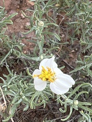 Zinnia acerosa