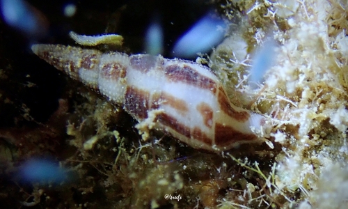 Caducifer decapitatus observed 2022-09-13