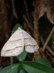 Perizoma parallelolineatum