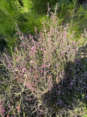 Erica manipuliflora