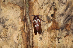 Fulgoridae