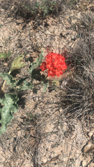 Nyctaginia capitata