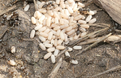 Lasius
