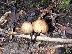 Cyanula