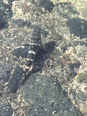 Mauligobius maderensis