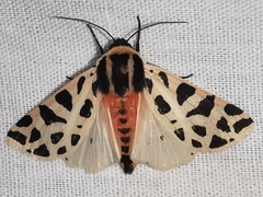 Cymbalophora pudica