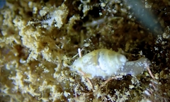 Dentimargo pumila