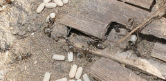 Lasius