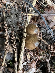 Cyanula