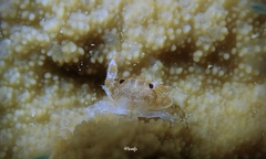 Cherusius triunguiculatus